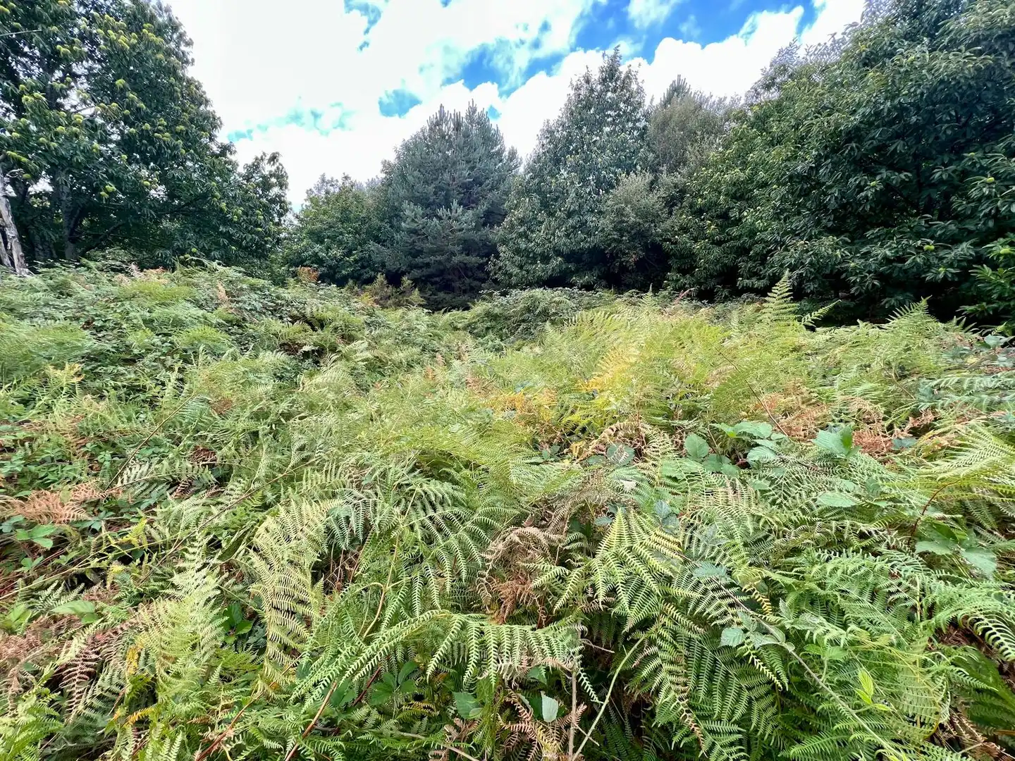 Grundstücke zum Verkauf in Piornal