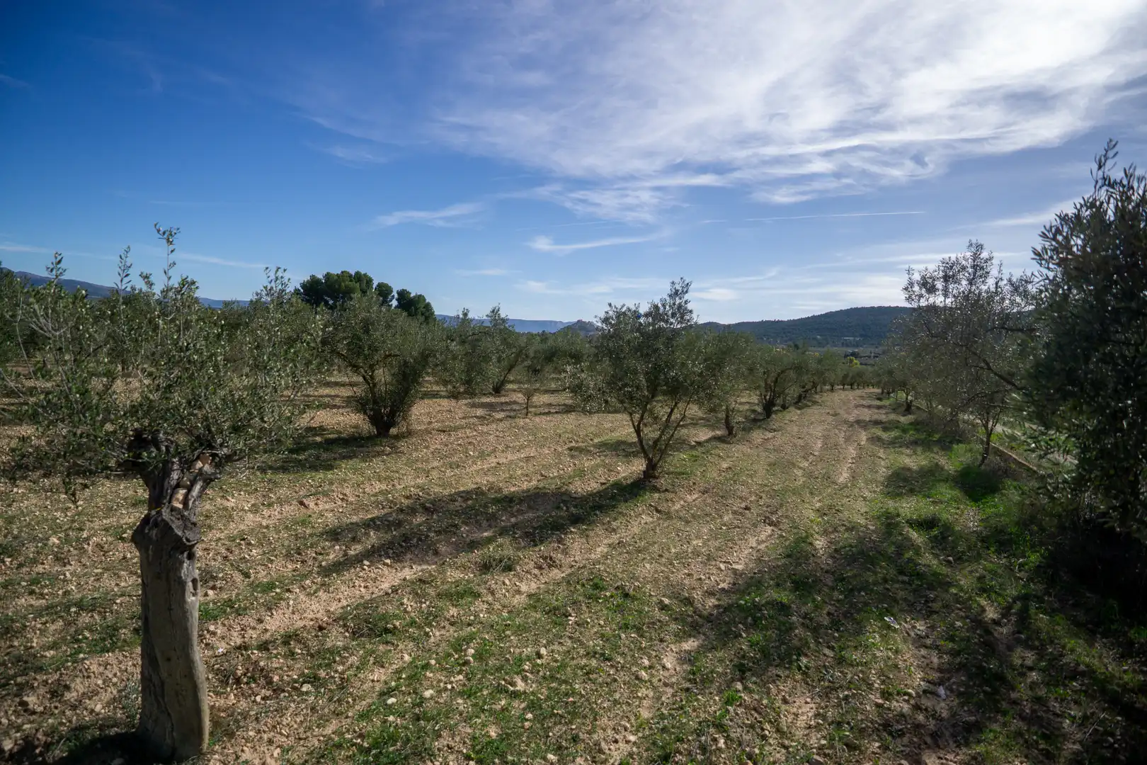 Rural land for sale in Onil, imagen 13