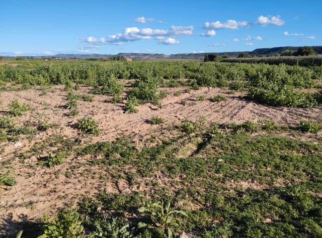Terreno en Venta en N/A en Puigverd de Lleida
