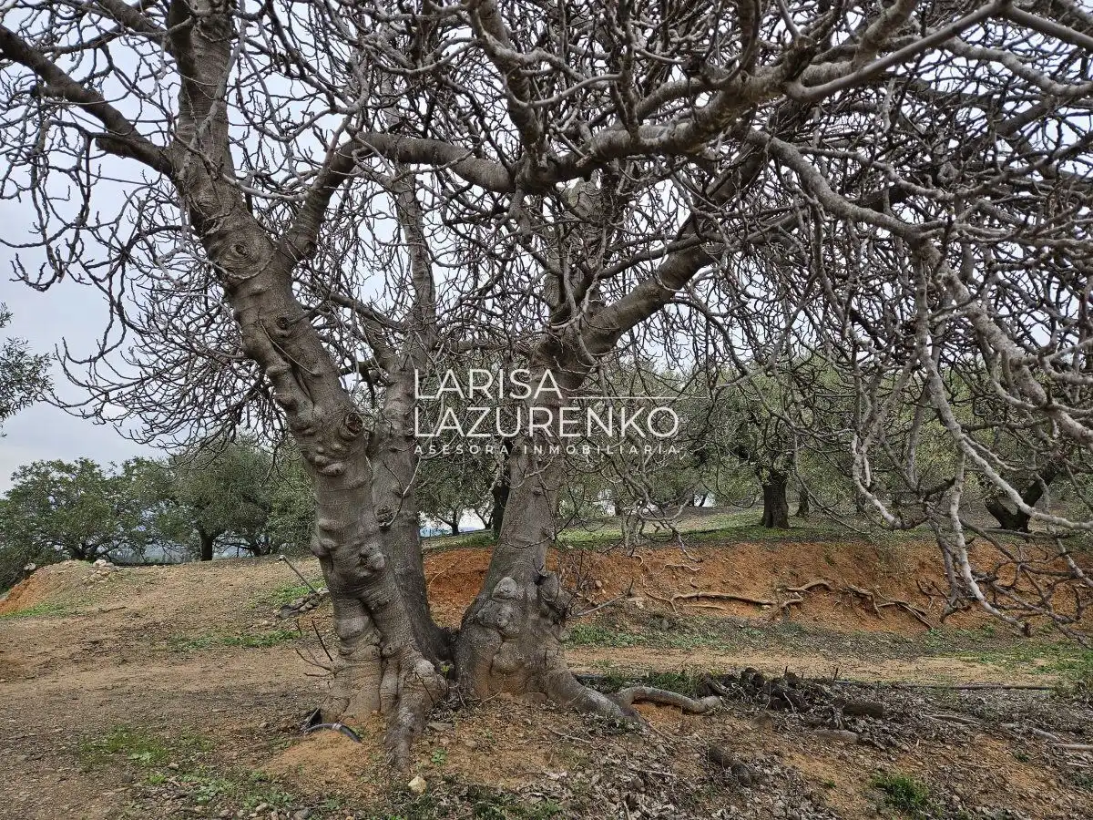 Finca rústica en venda en Riudoms