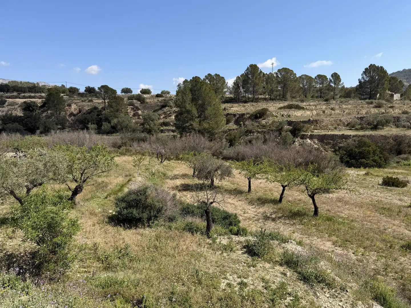 Terreny rústic en venda a rigueres, imagen 4