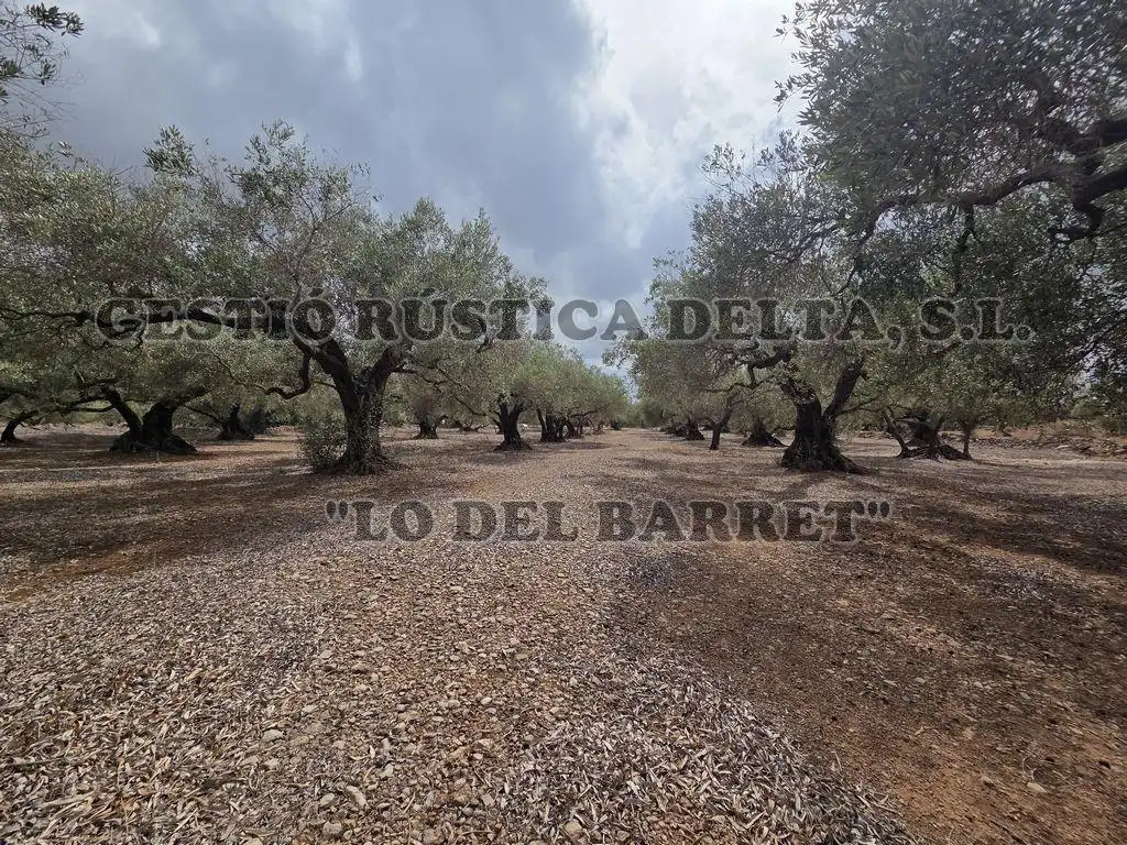 Terreno rústico en venta en Poligono 8