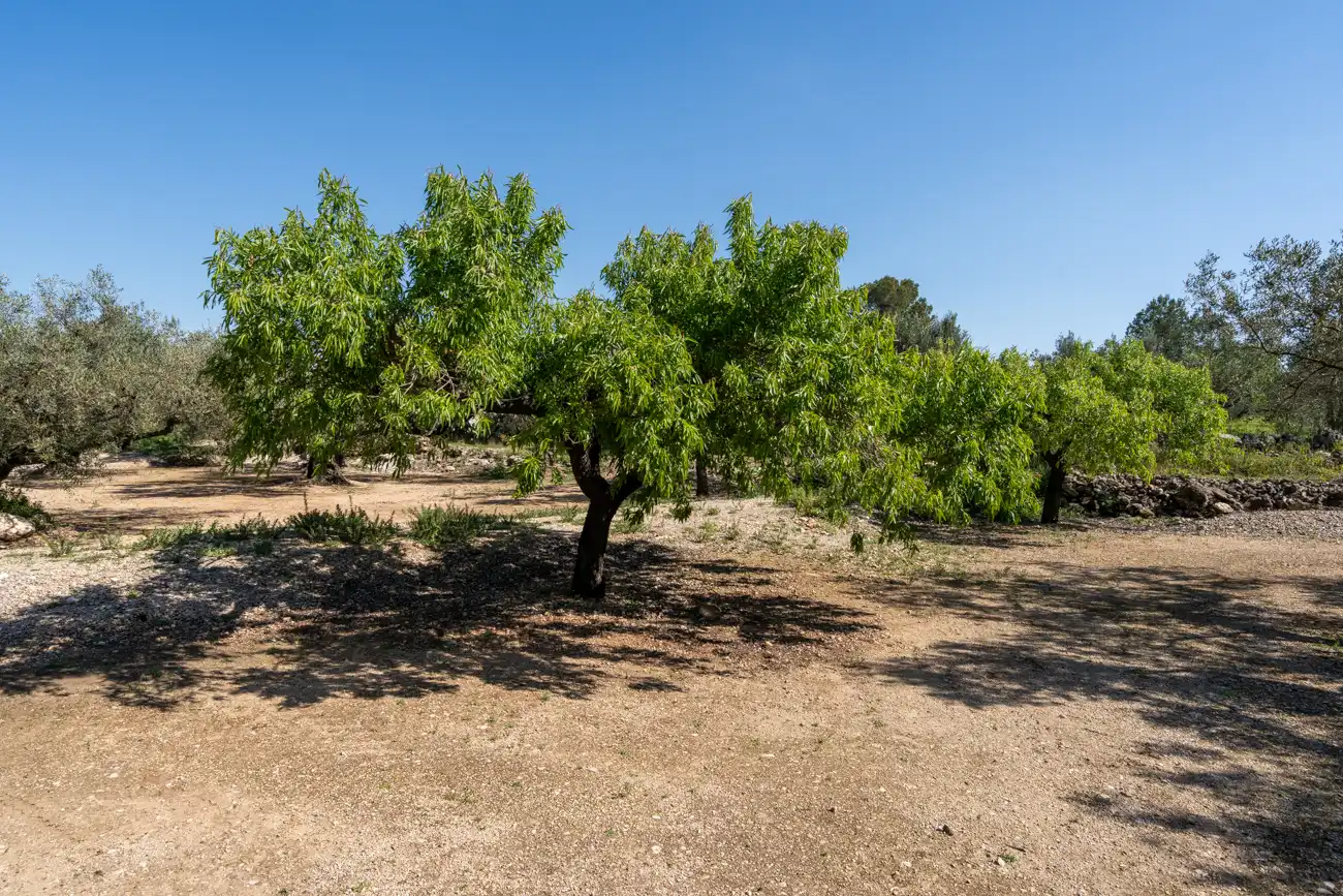 Terreno rustico in vendita a Camí Colomar 14, imagen 11