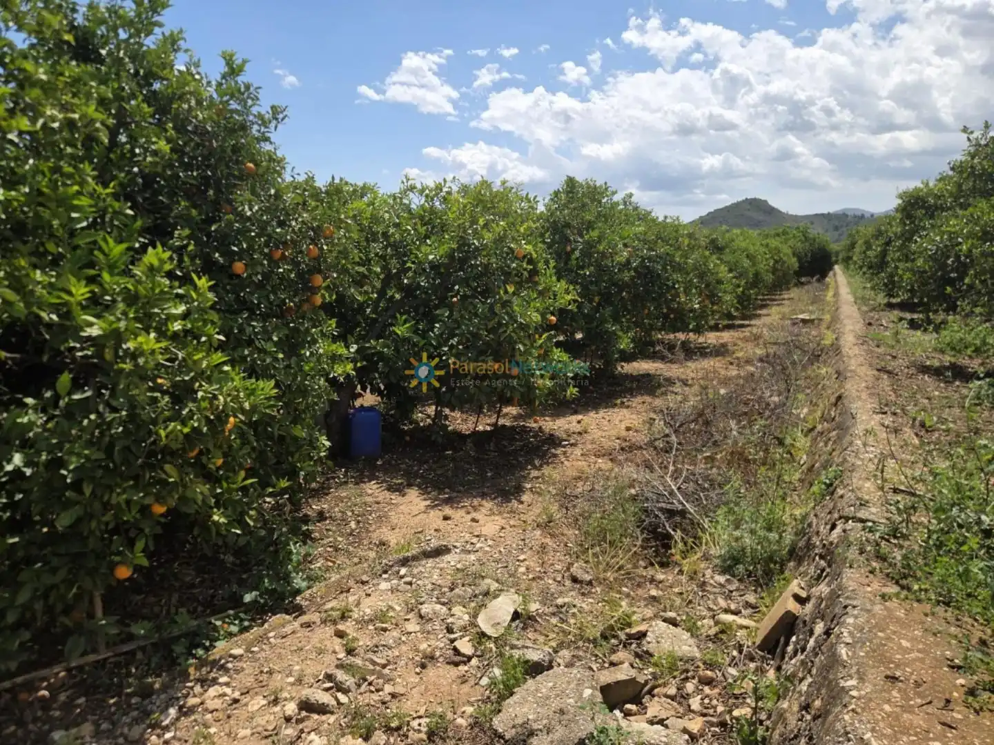 Terreny rústic en venda a Oliva pueblo, imagen 3