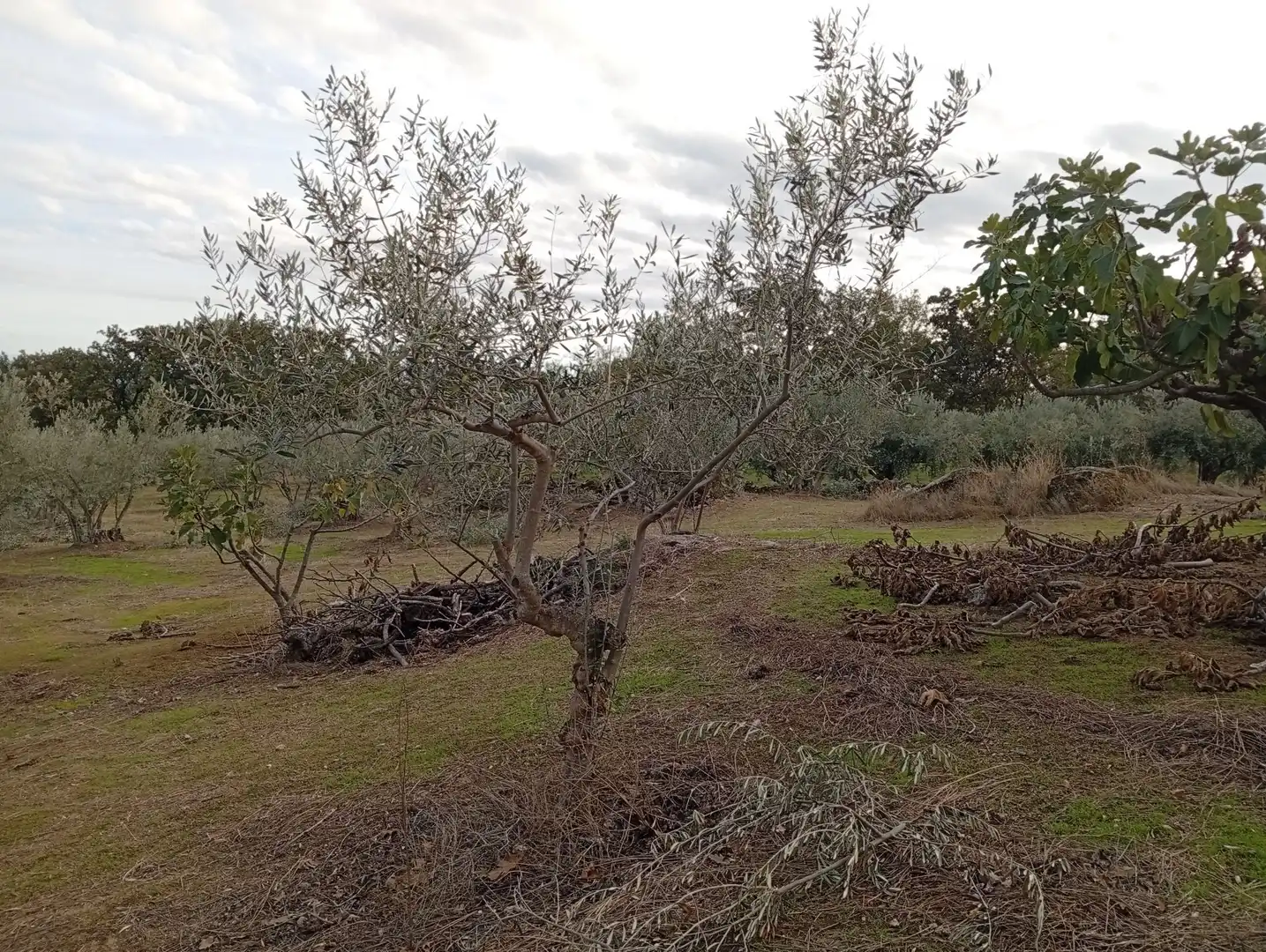 Terreni e lotti in vendita a Villanueva de la Vera, imagen 59