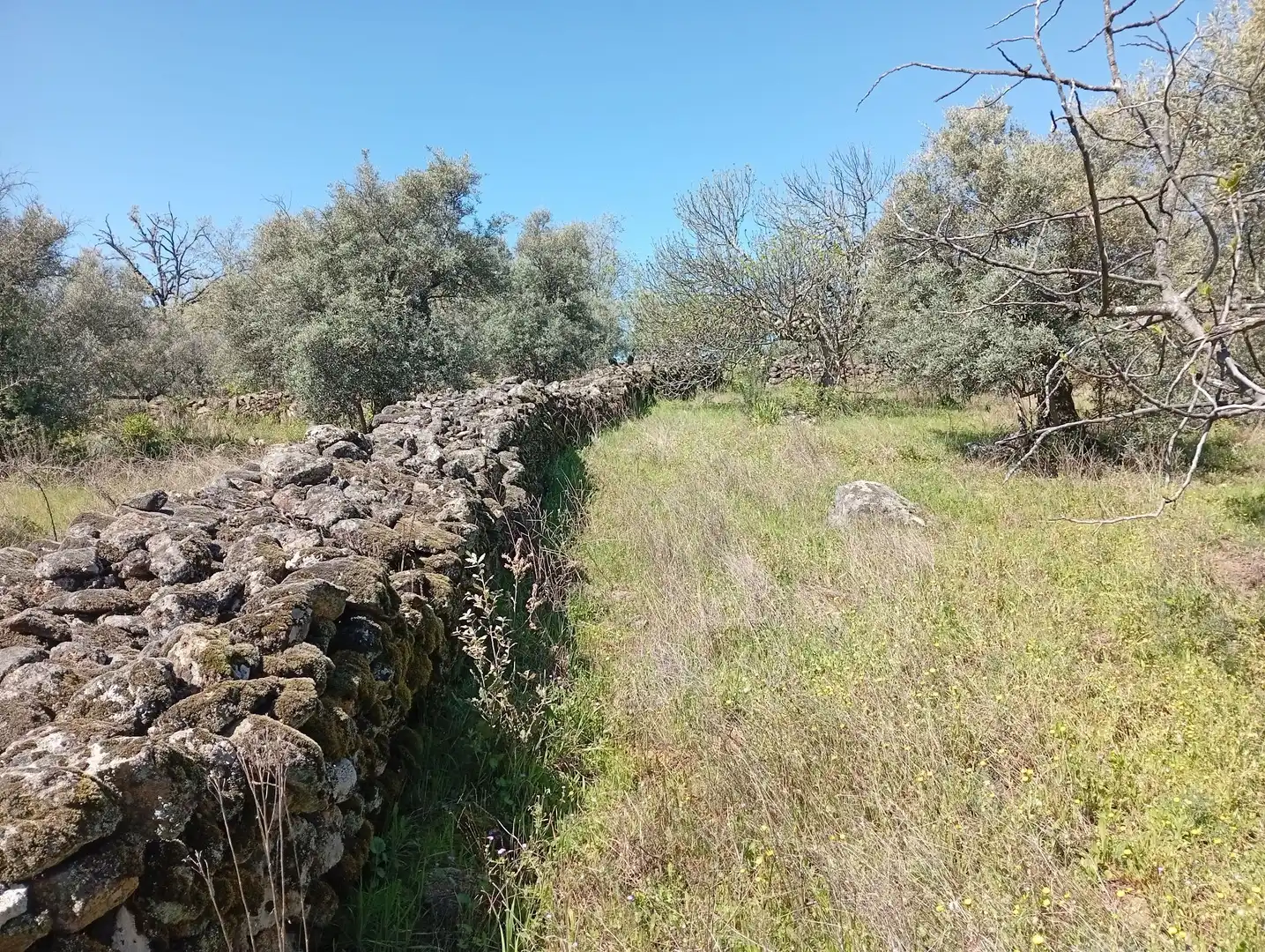 Terreni e lotti in vendita a Valverde de la Vera, imagen 39