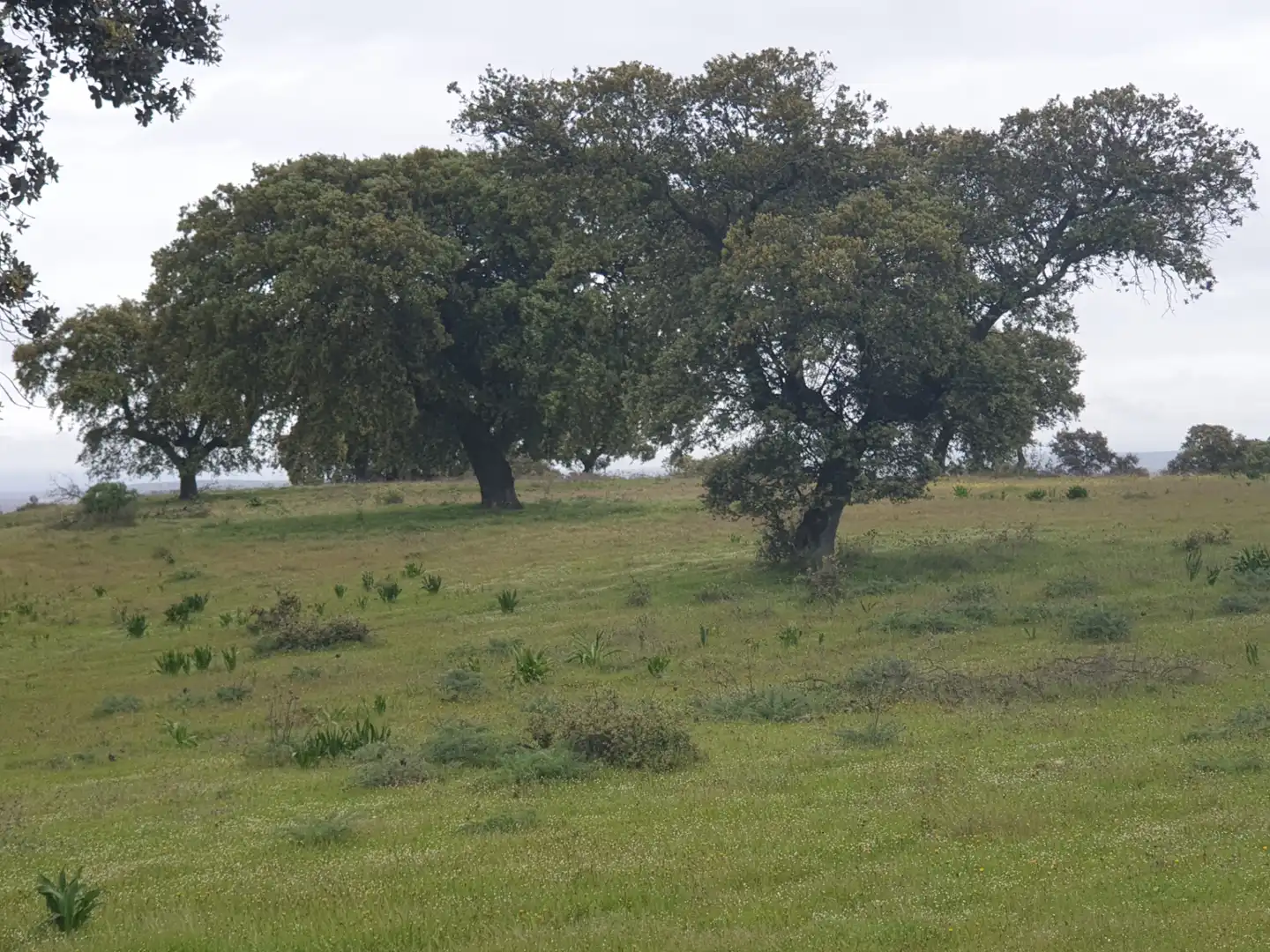 Terreni e lotti in vendita a Parque de la Constitución 5a, imagen 11