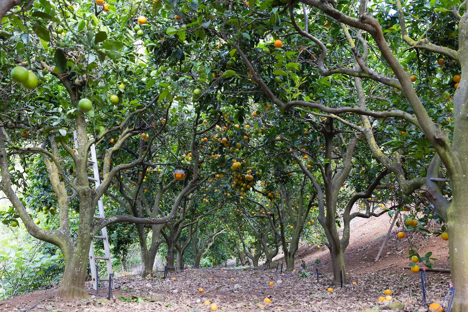 Finca rústica en venda a Carretera las Madres, Firgas