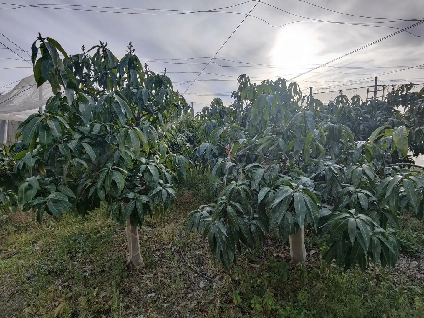 Rural land for sale in Itrabo, imagen 19