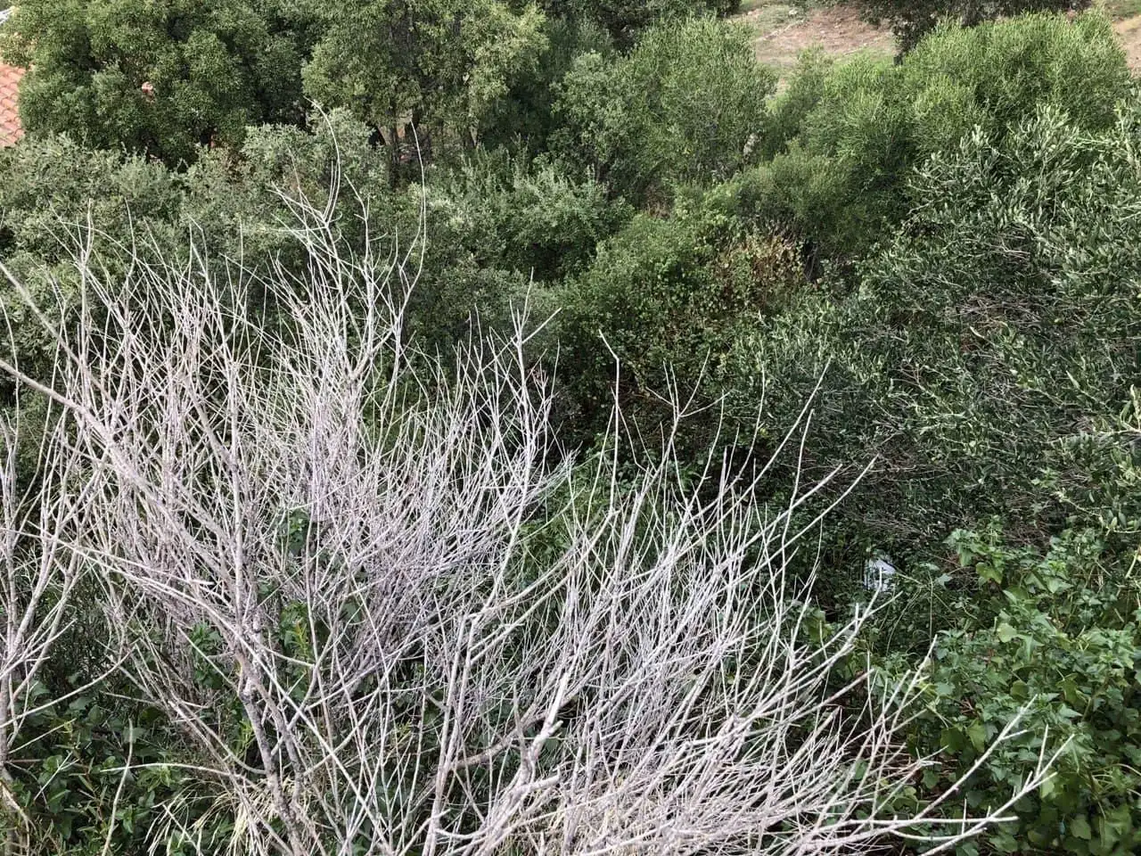 Terreno en venta en Carrer Pit?goras, Els Grecs - Mas Oliva