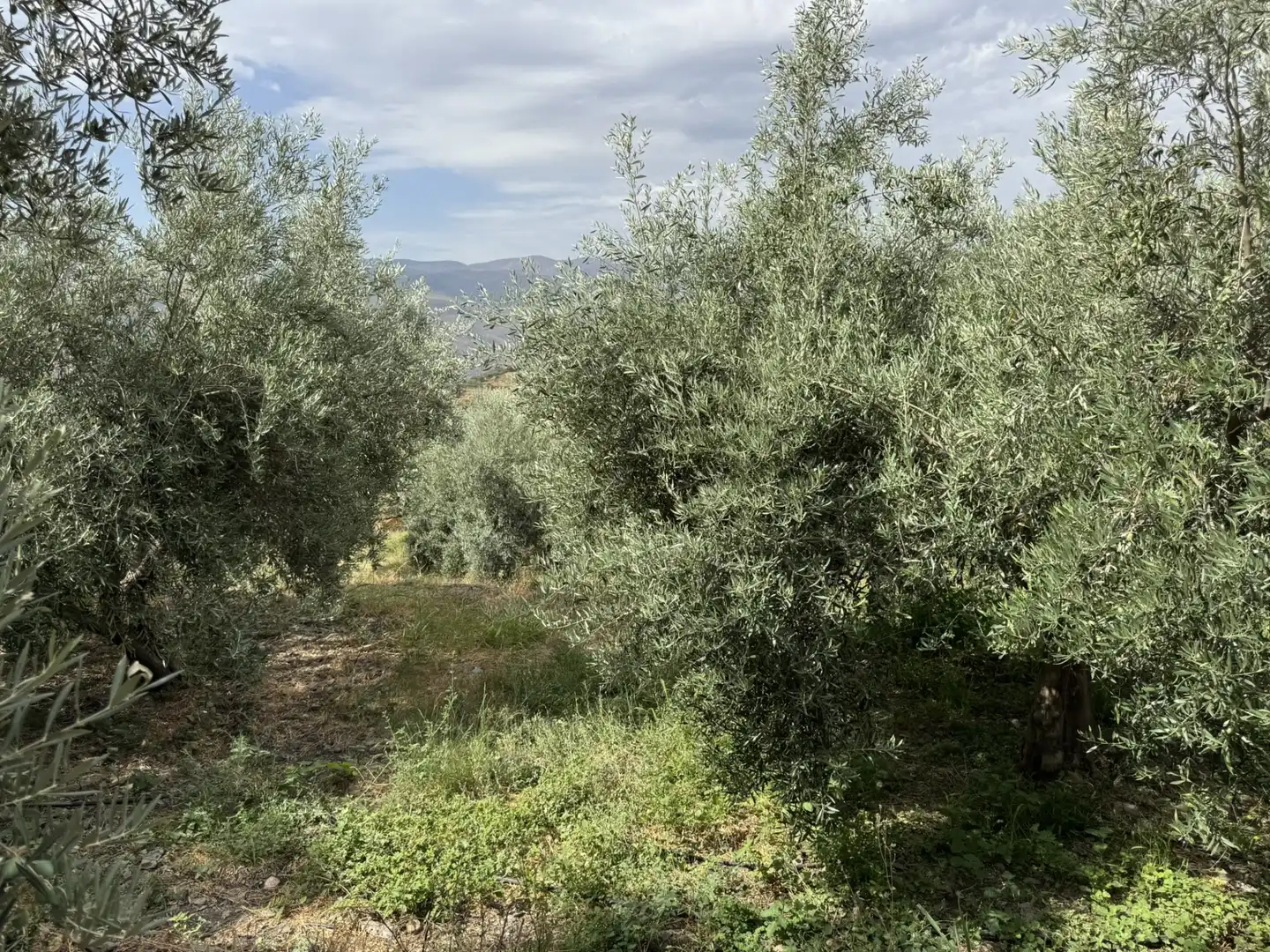 Terreny en venda en Ohanes
