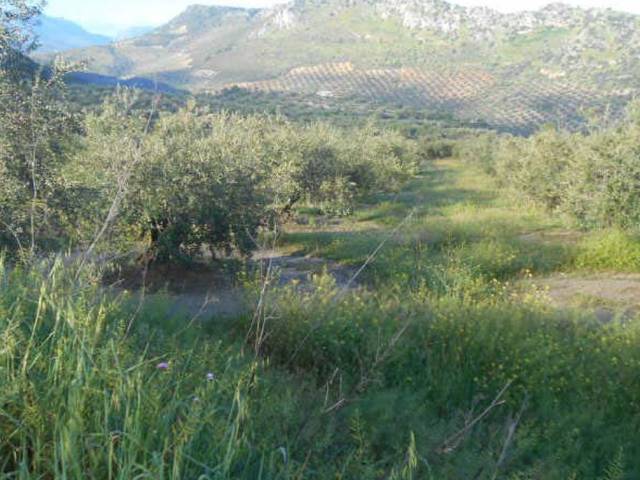 Terreno en Venta en Cañada De Cahicena (raja Isidora) en Priego de Córdoba