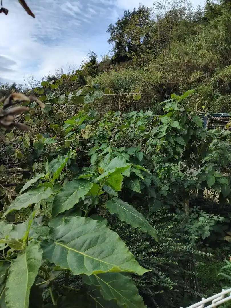 Finca rústica en venda en Zierbena amb Traster i Moblat