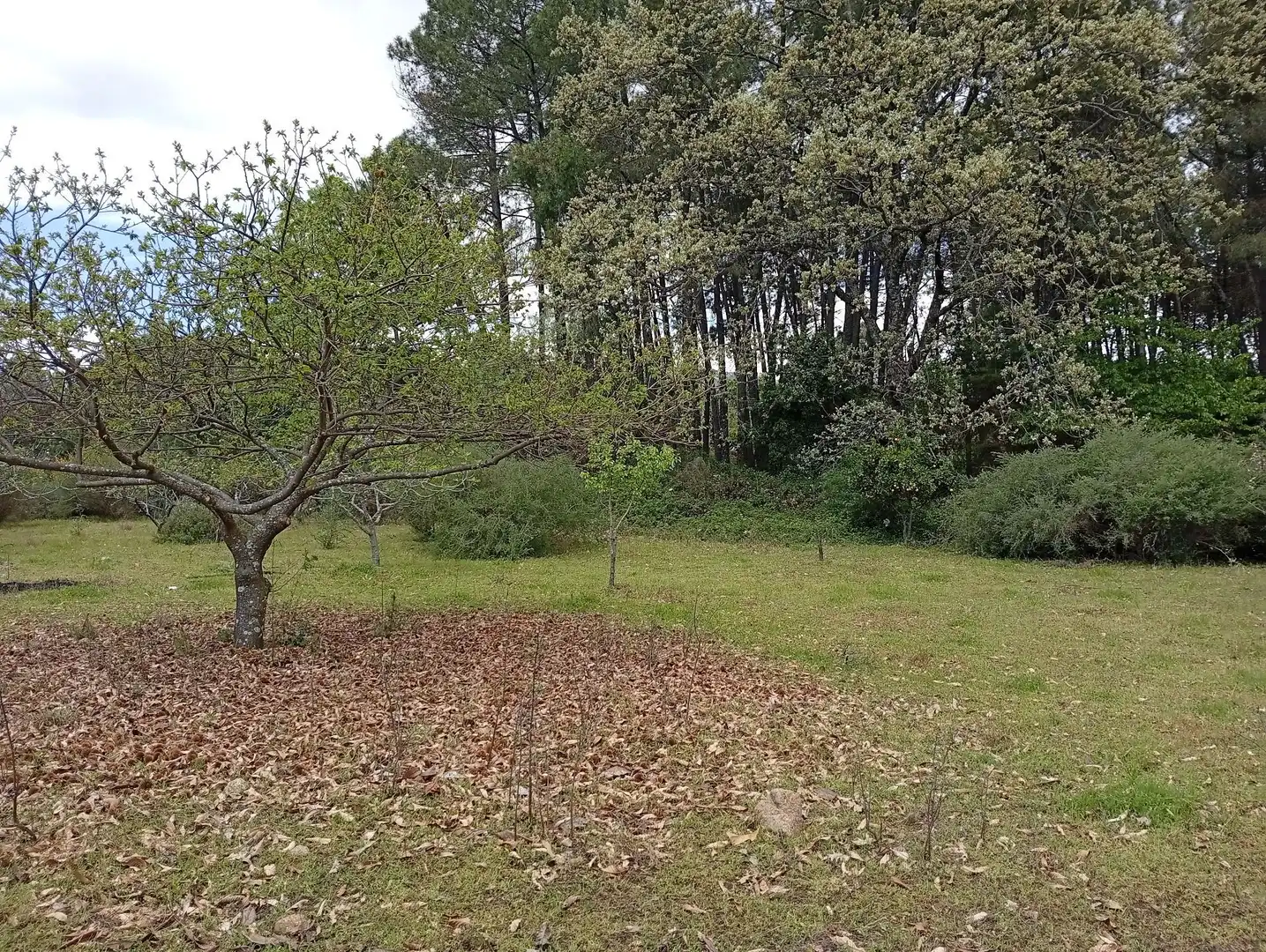 Terreni e lotti in vendita a Villanueva de la Vera, imagen 39