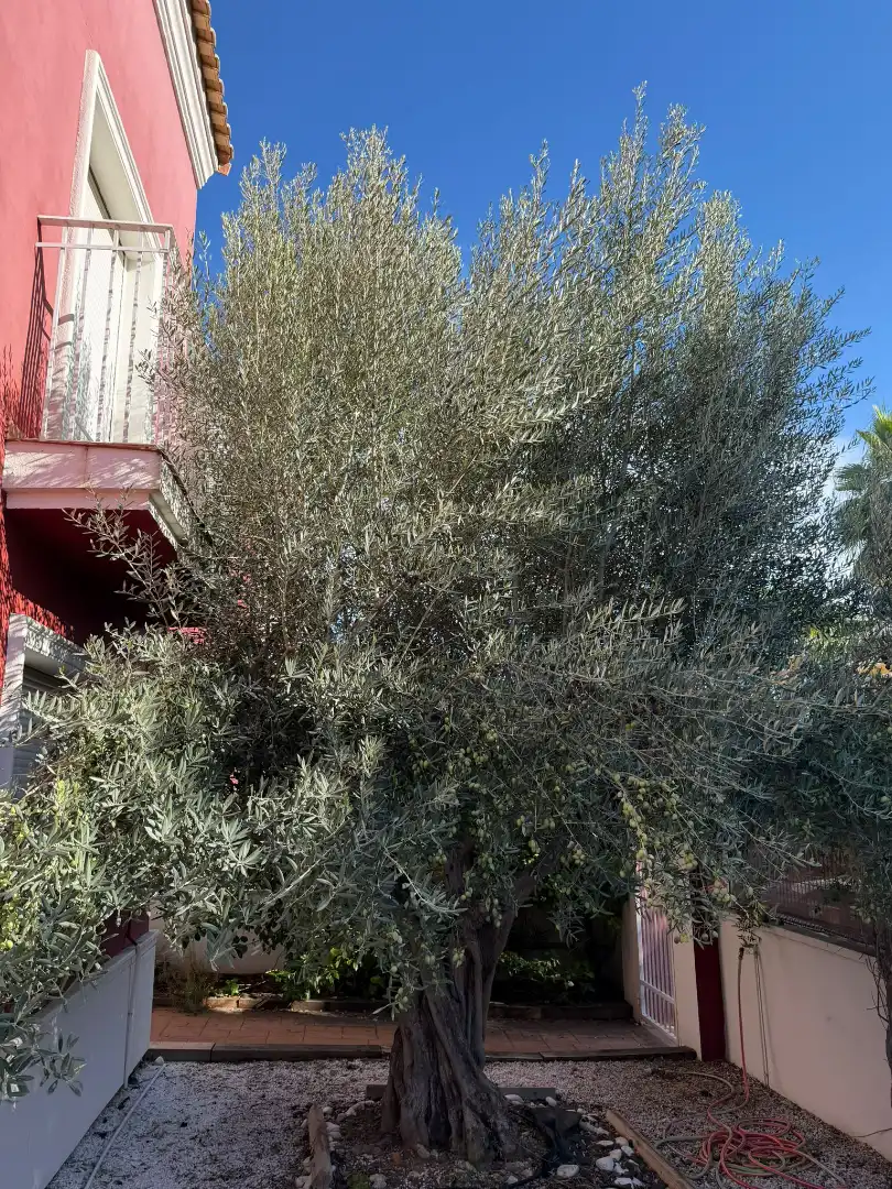 Detached homes for rent in Riba-roja de Túria