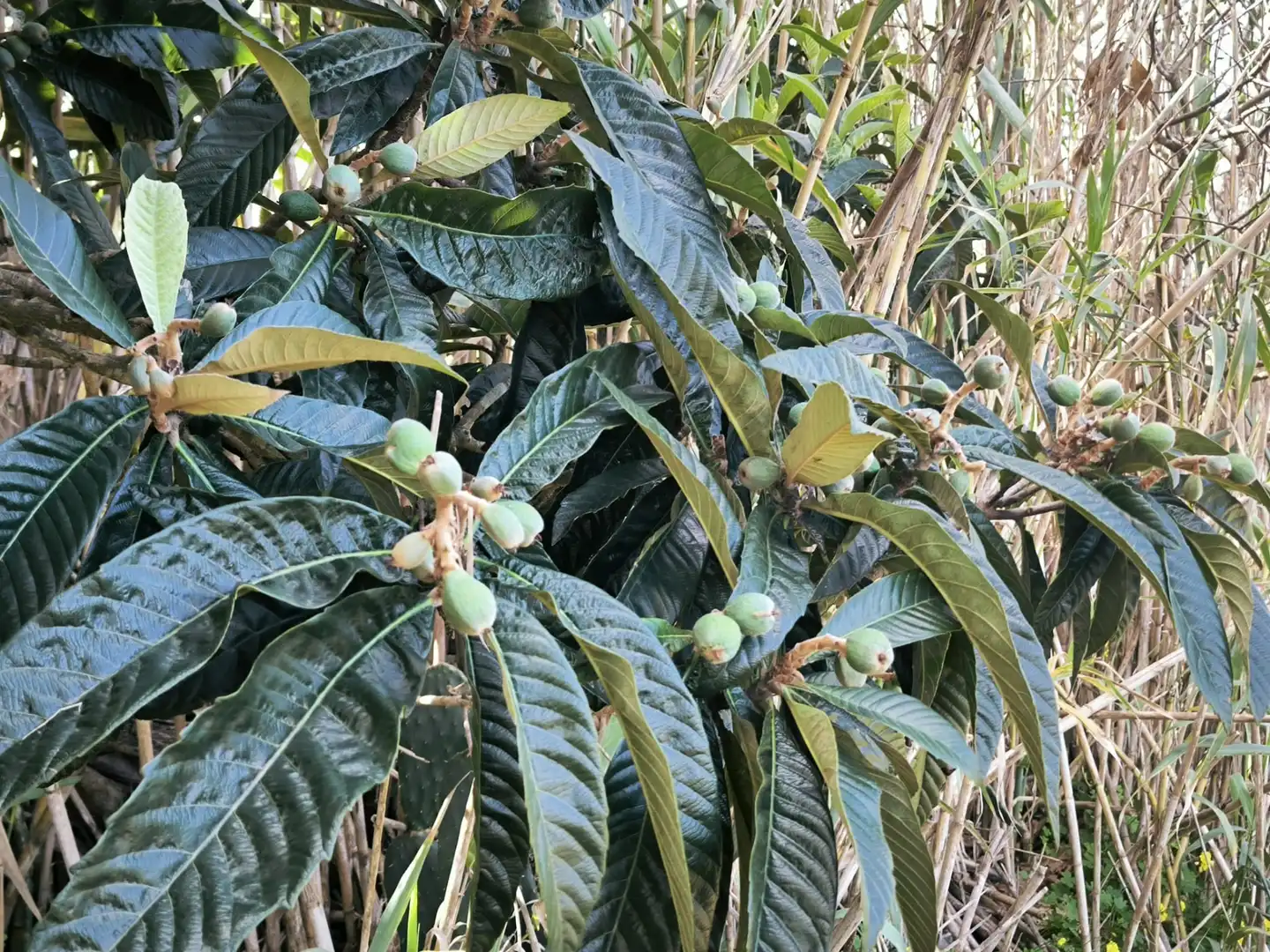 Jardín de Finca rústica en venta en Moya (Las Palmas)