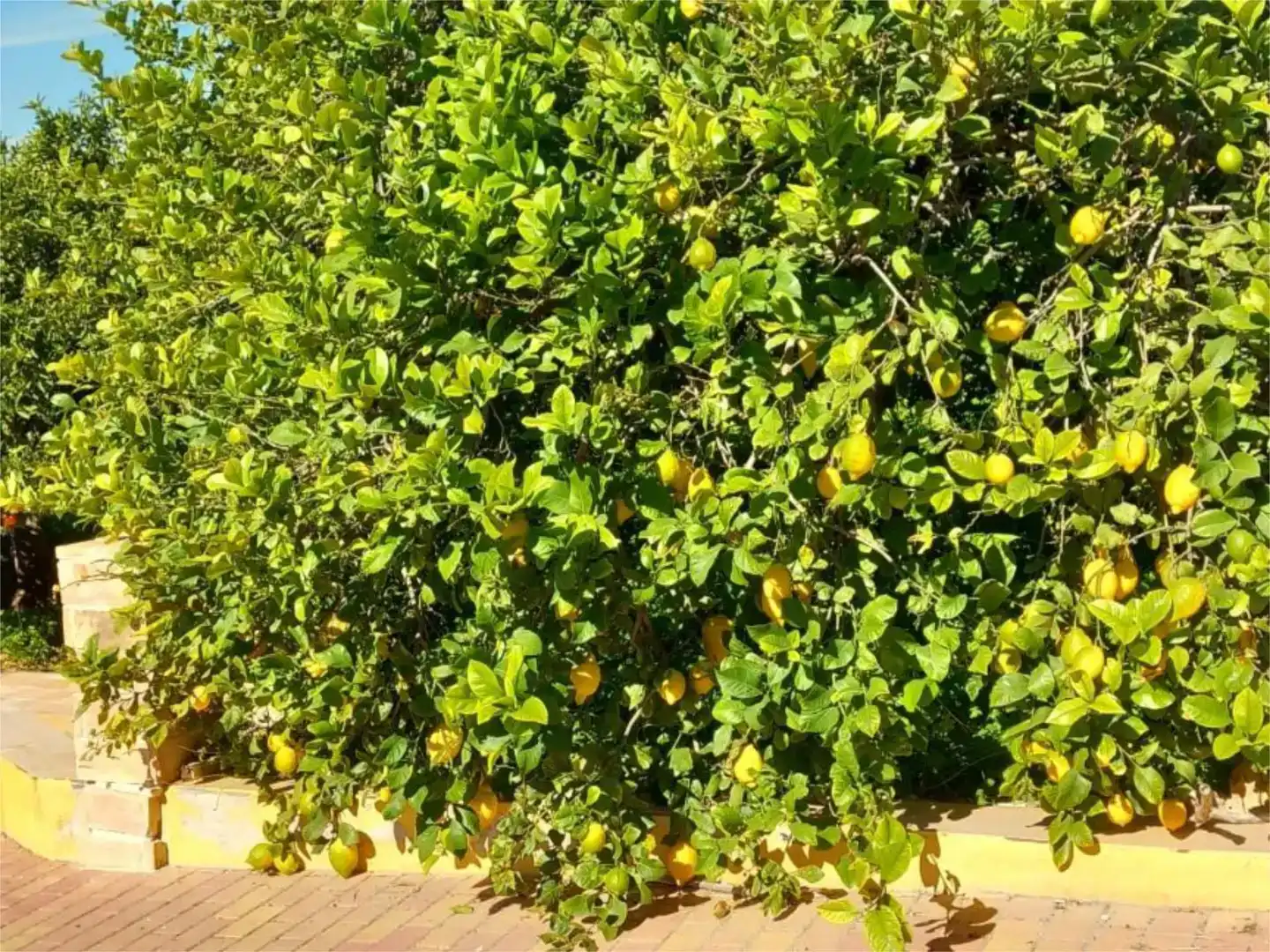 Jardí de Finca rústica en venda en  Murcia Capital amb Aire condicionat