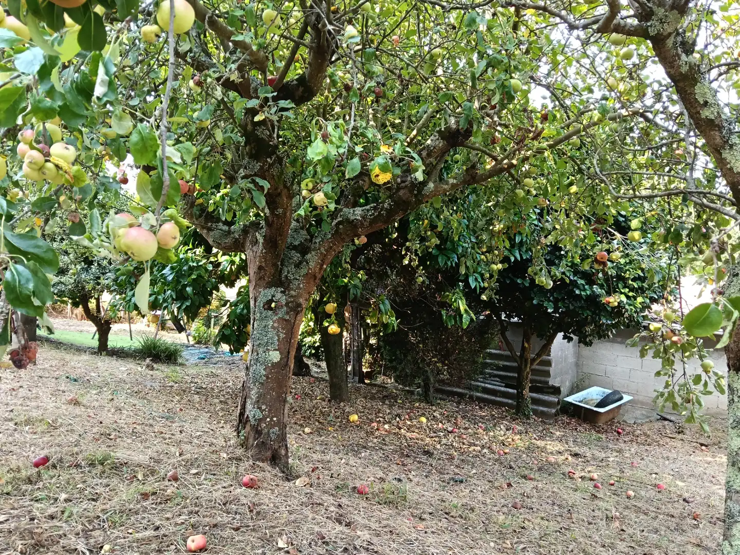 Maison avec jardin à vendre à Rúa Saavedra Meneses 87, imagen 9
