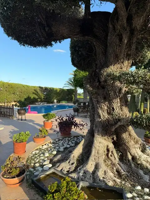 Piscina de Casa o xalet en venda en Elche / Elx amb Aire condicionat, Calefacció i Jardí privat