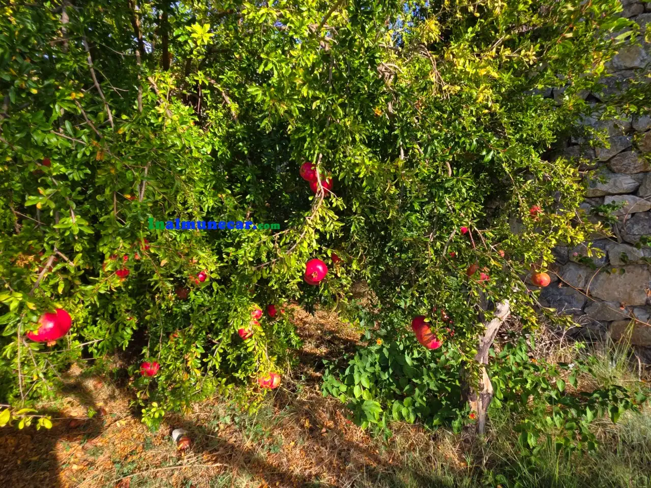 Jardín de Casa o chalet en venta en Almuñécar con Calefacción, Terraza y Trastero