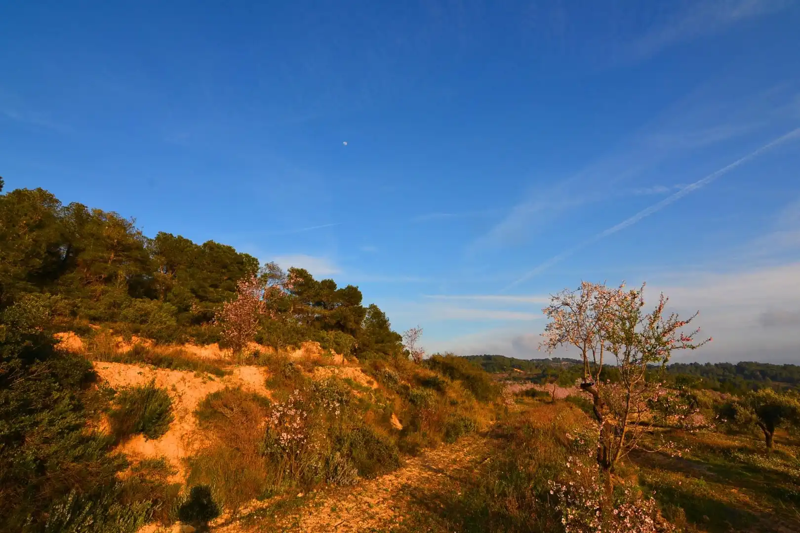 Rural land for sale in Corbera d'Ebre, imagen 66