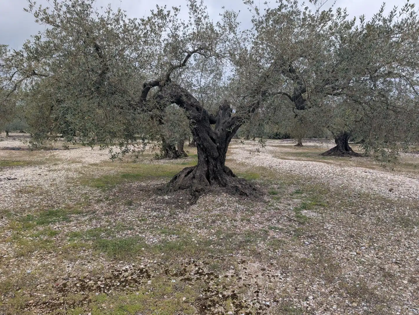 Garten von Grundstücke zum Verkauf in Traiguera