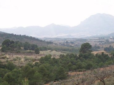 Terreny rústic en venda a torremanzanas