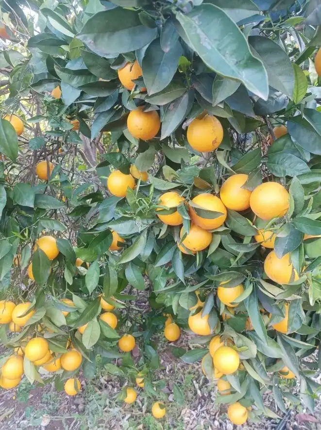 Jardí de Finca rústica en venda en La Orotava amb Terrassa