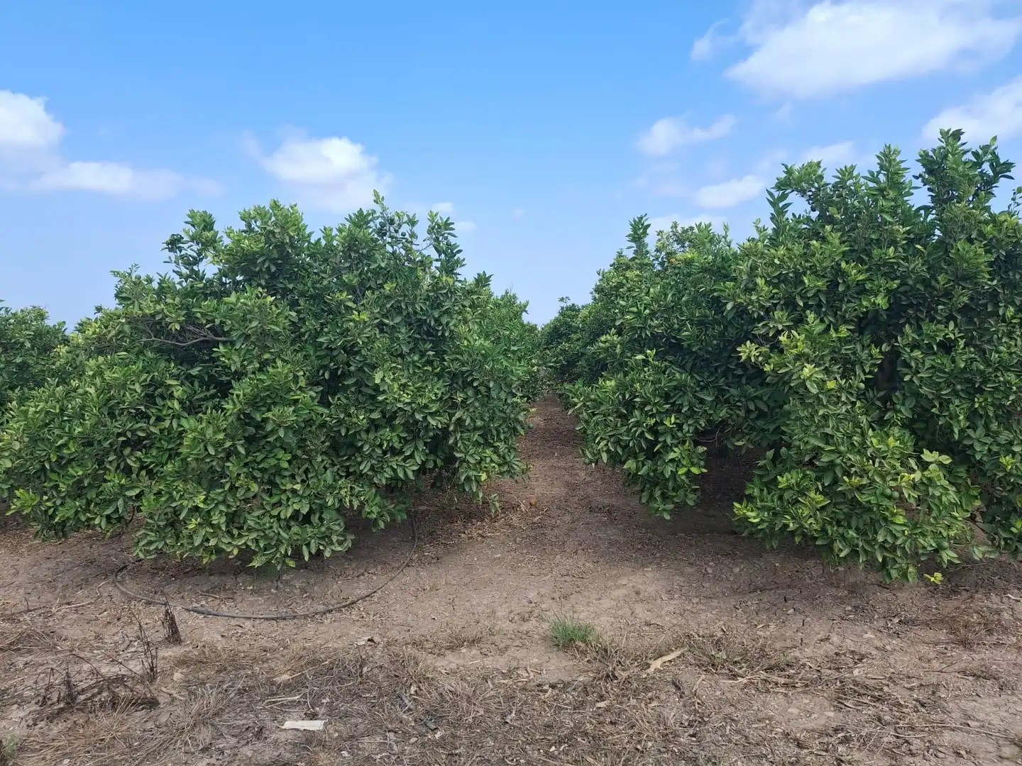 Finca rústica en venta en Burriana / Borriana con Jardín privado, Terraza y Alarma