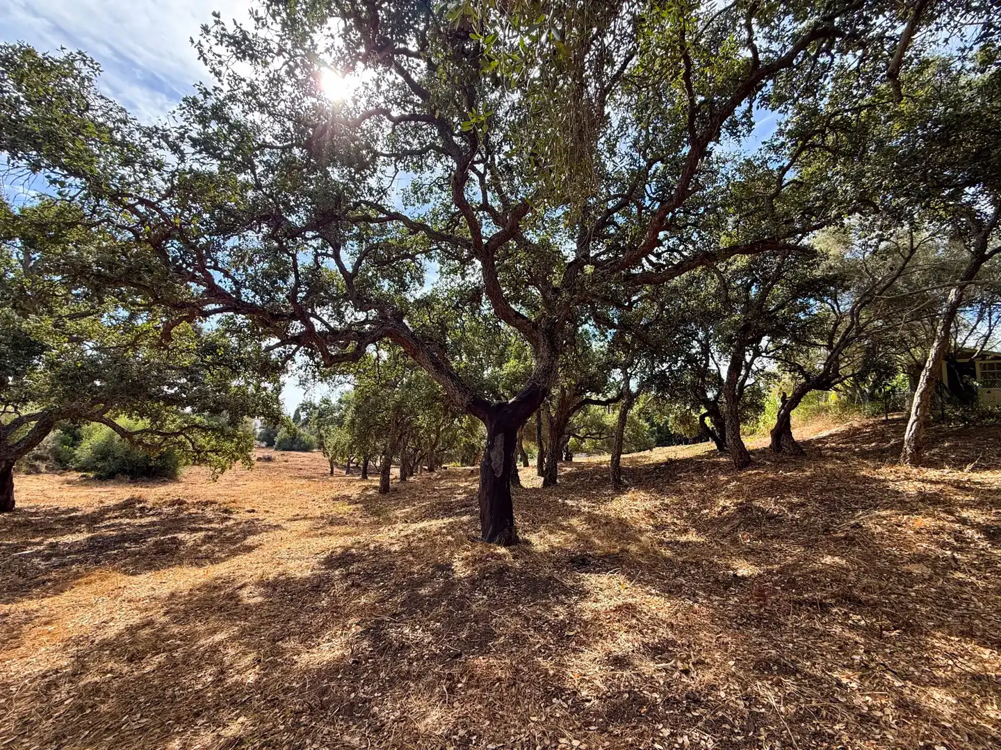 Grundstücke und Bauplätze zum Verkauf in Sotogrande Alto, imagen 10