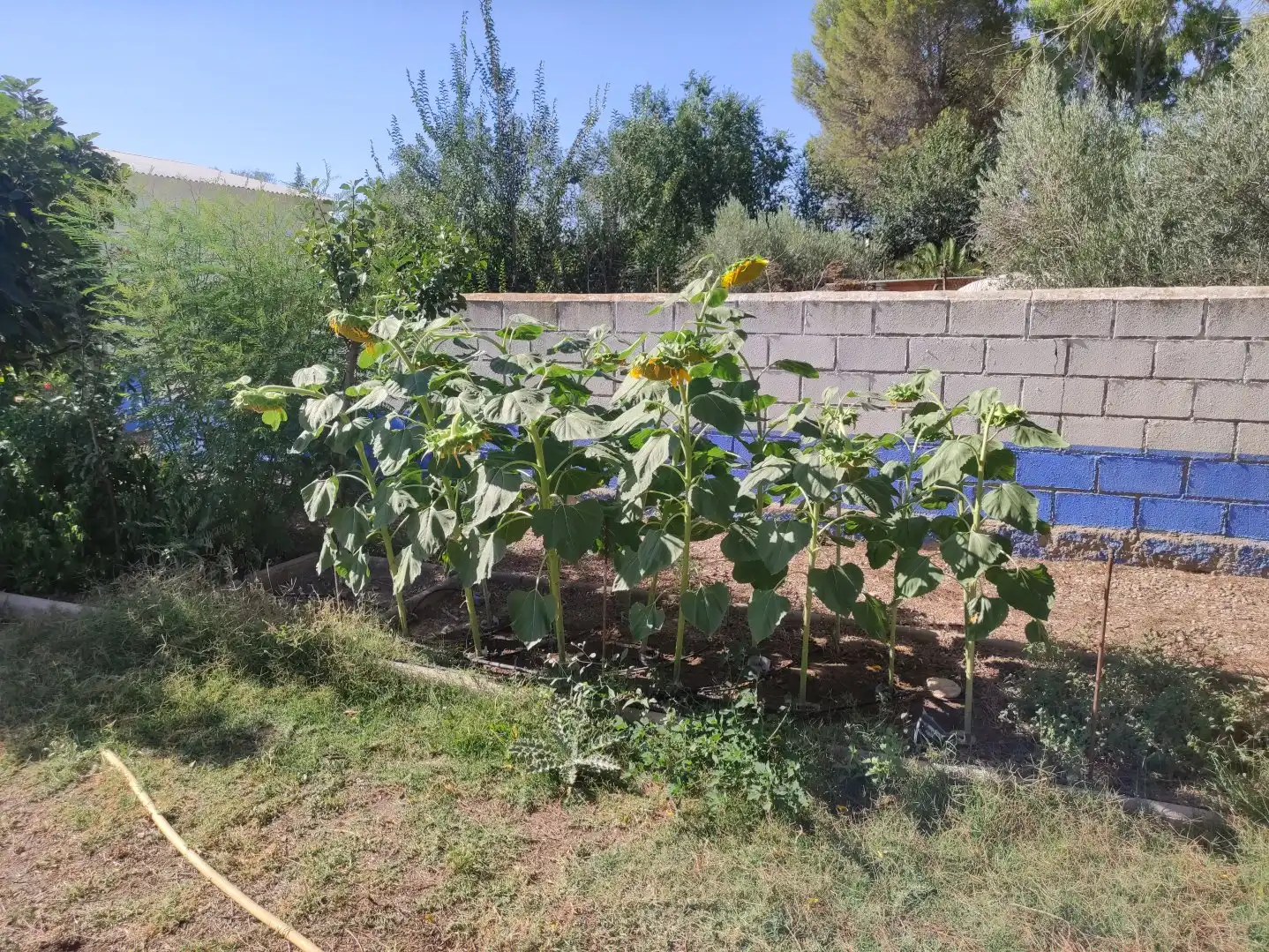 Xalet amb piscina en venda a Miguelturra, imagen 40