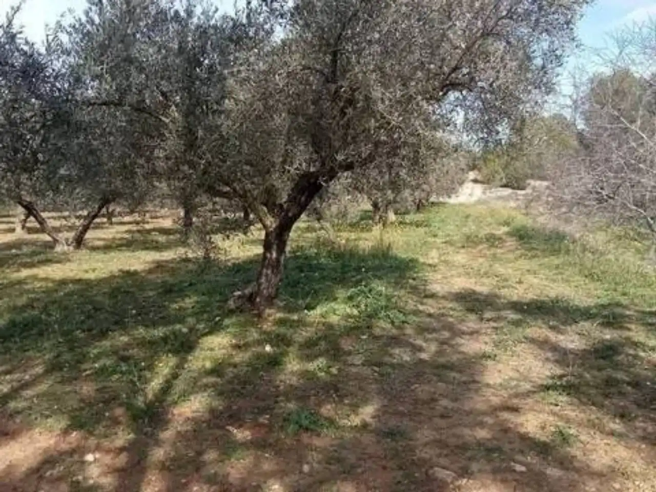 Terreno en venta en Guadasséquies