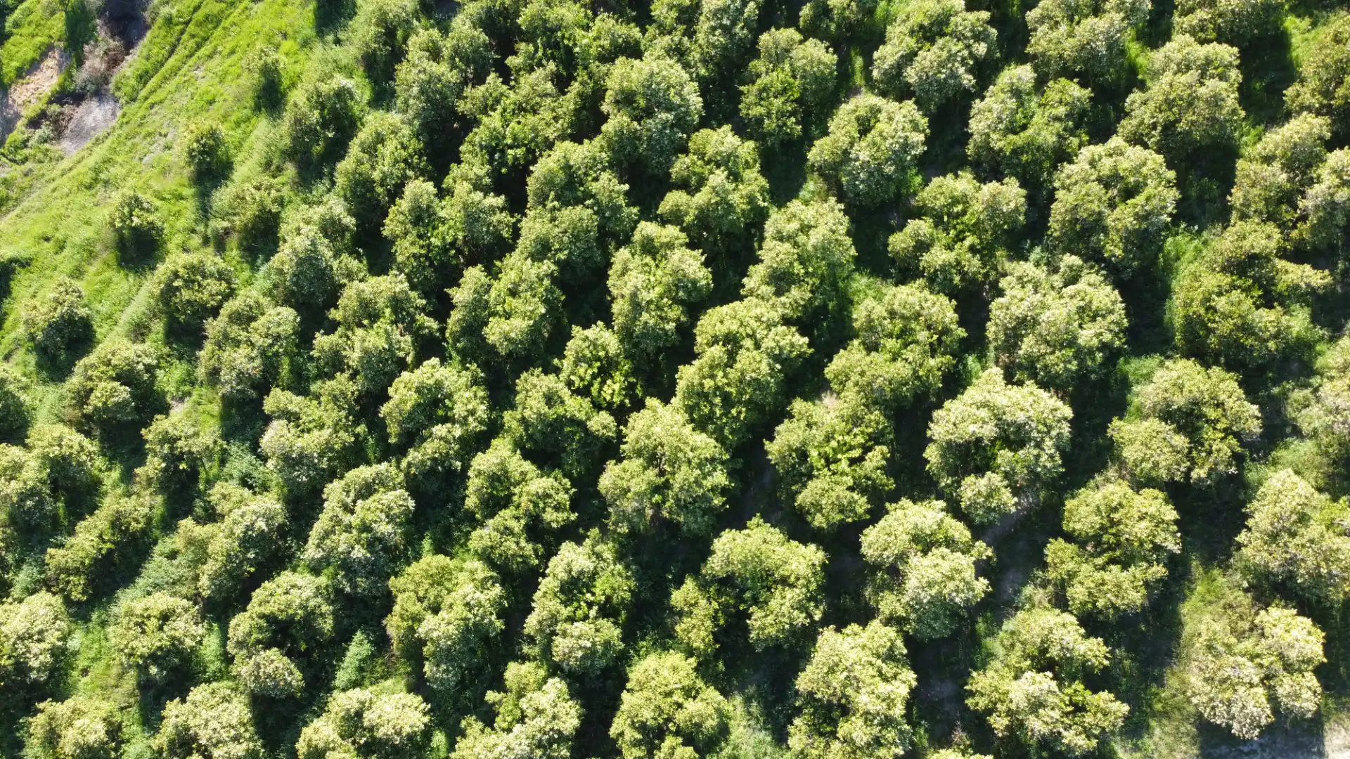 Rustikales Grundstück zum Verkauf in Diseminado Garabito Chico 2, imagen 7