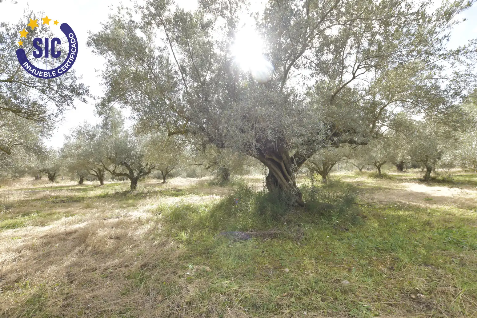 Land for sale in Jérica