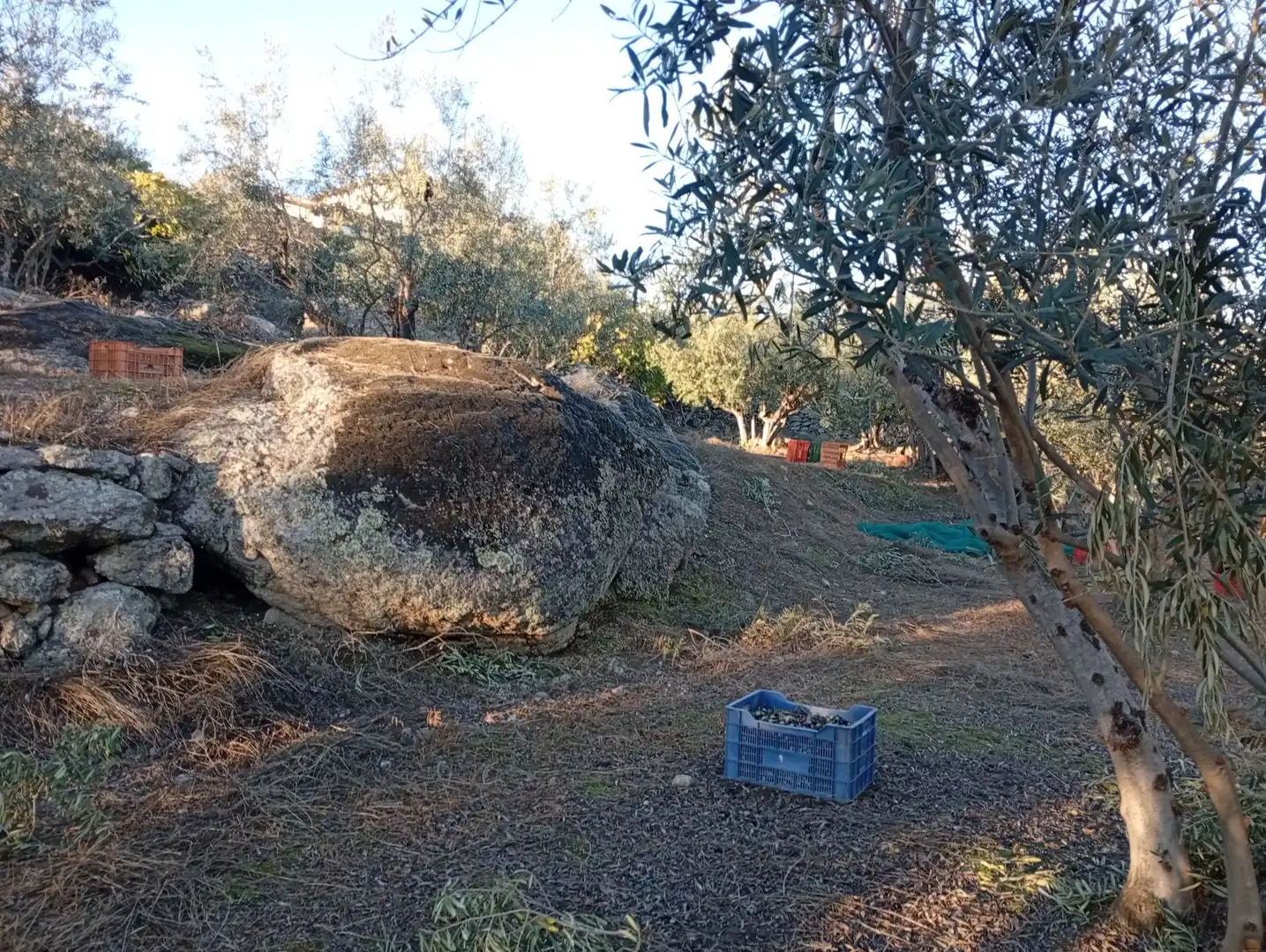 Terreni e lotti in vendita a Villanueva de la Vera, imagen 47