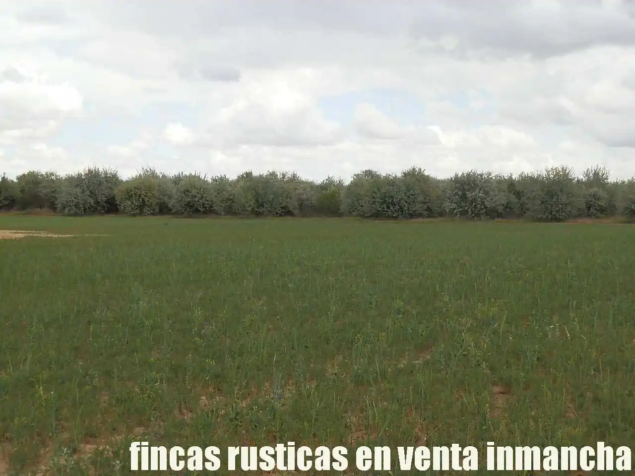 Terreny rústic en venda a Alcázar de San Juan, imagen 3