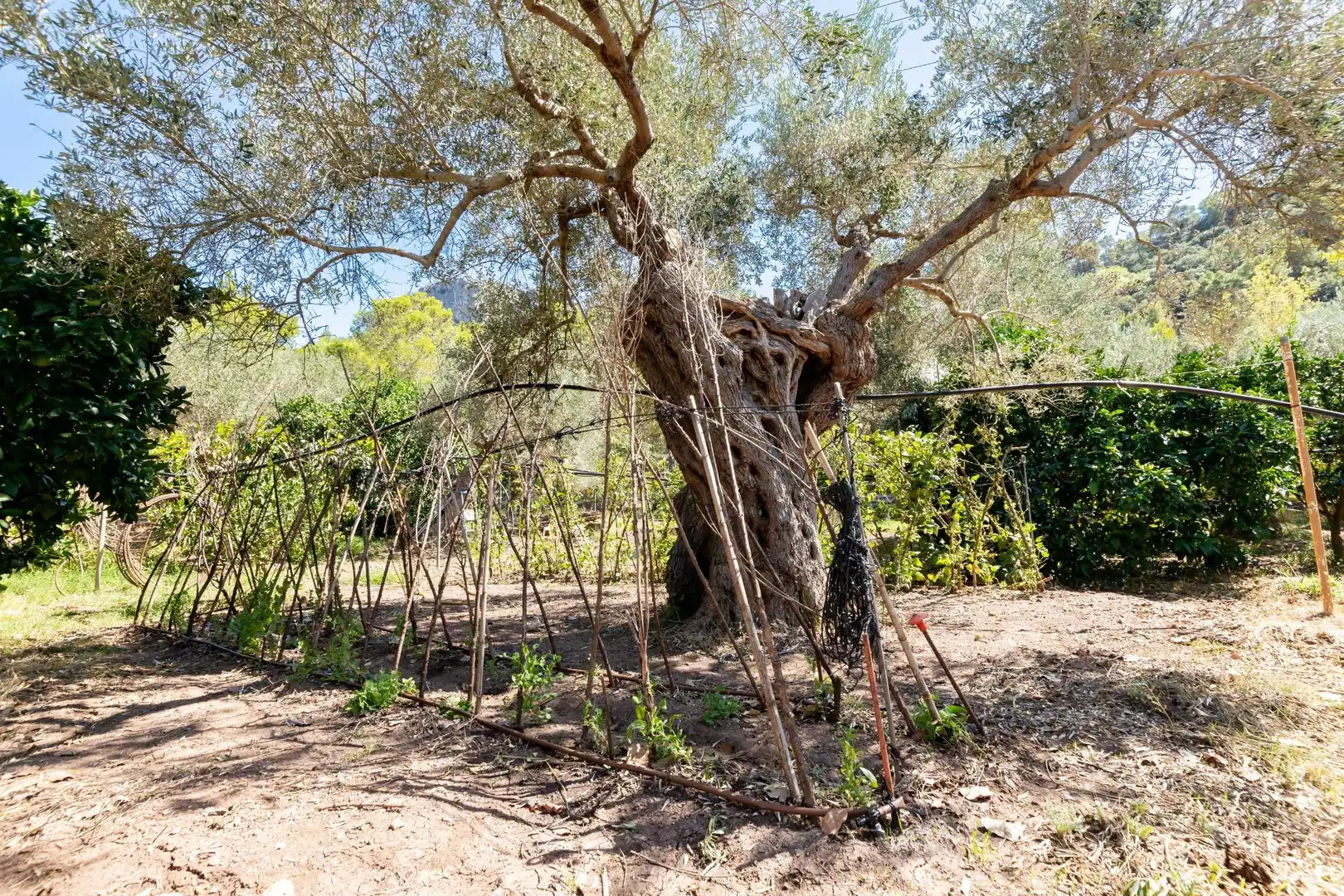 Casa rustica con piscina in vendita a Esporles, imagen 37