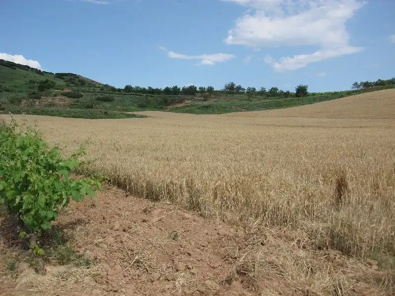 Terreny rústic en venda a Villamediana de Iregua, imagen 3