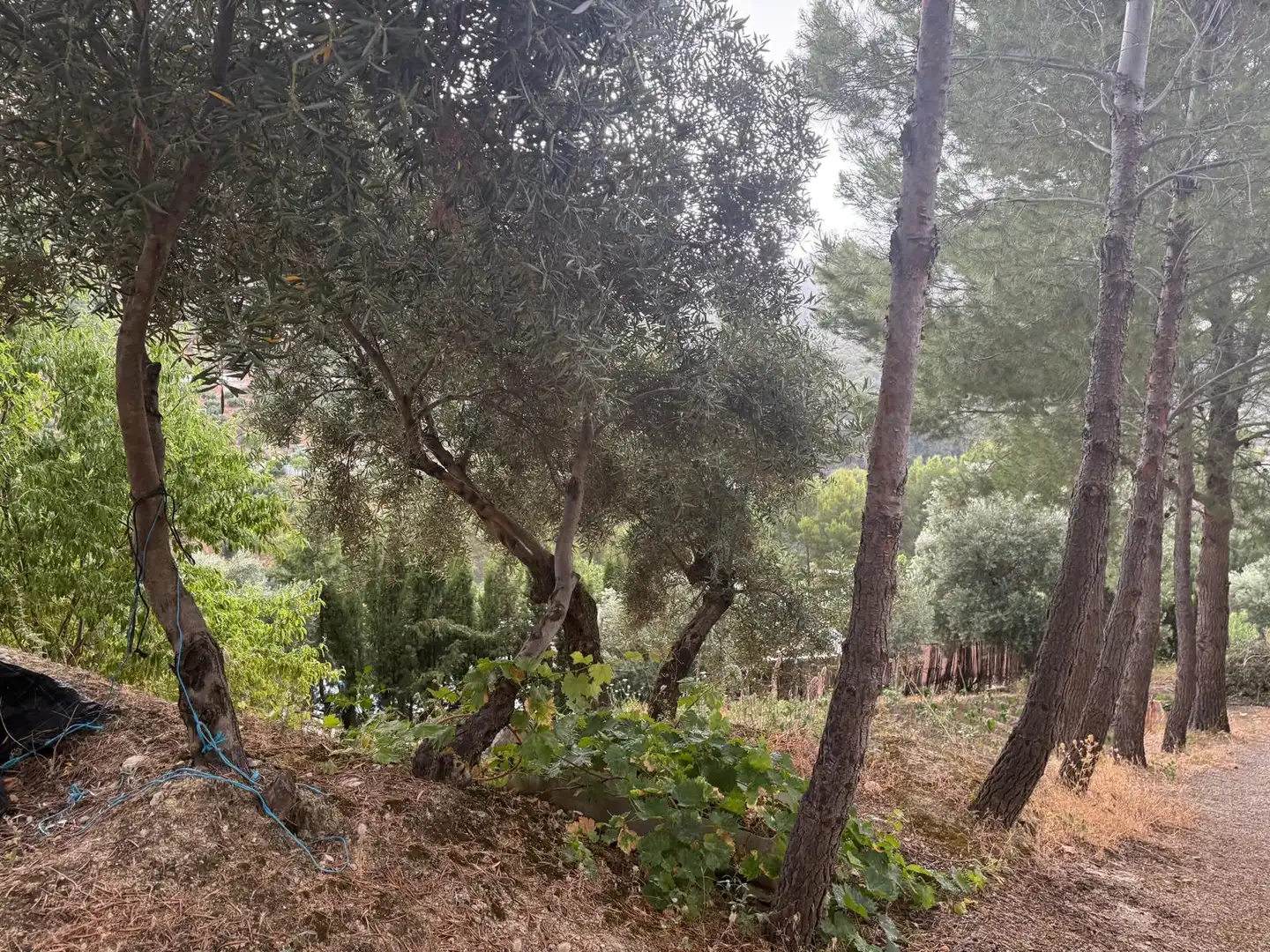 Country house zum Verkauf in Jaén mit Privatgarten, Terrasse und Schwimmbad