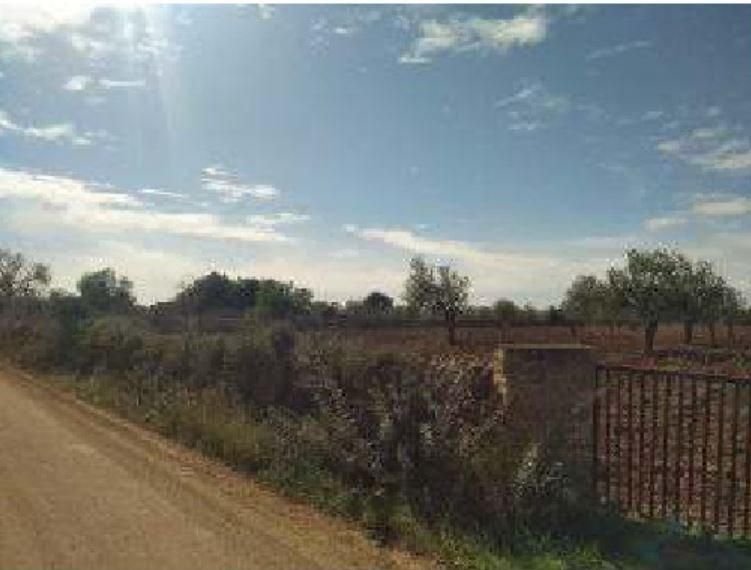 Land for sale in Llucmajor