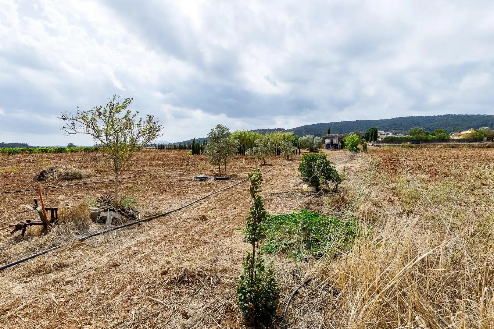 Terreny rústic en venda a Santa Eugènia, imagen 14