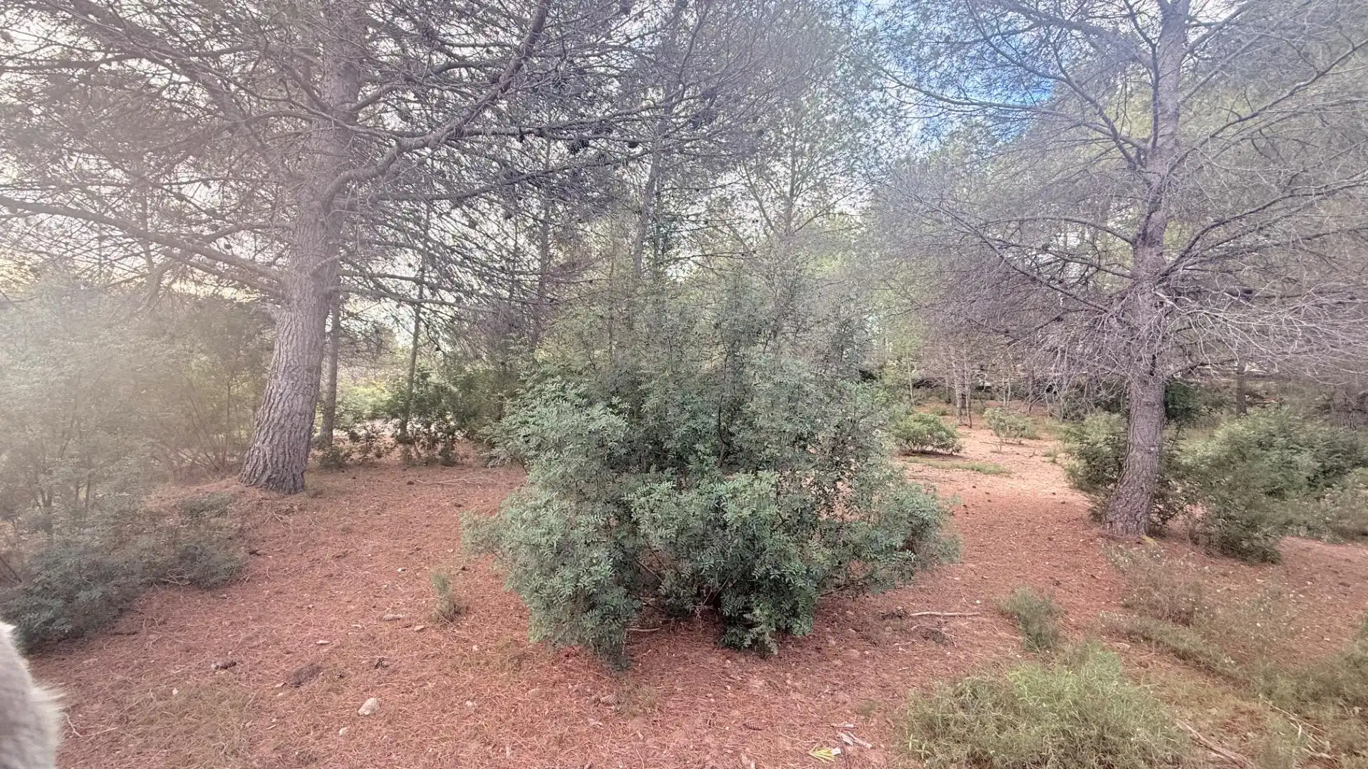 Terreny residencial en venda a Albalat dels Tarongers, imagen 5