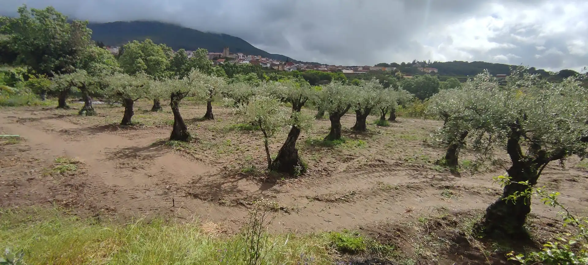 Terreni e lotti in vendita a Jarandilla de la Vera, imagen 4