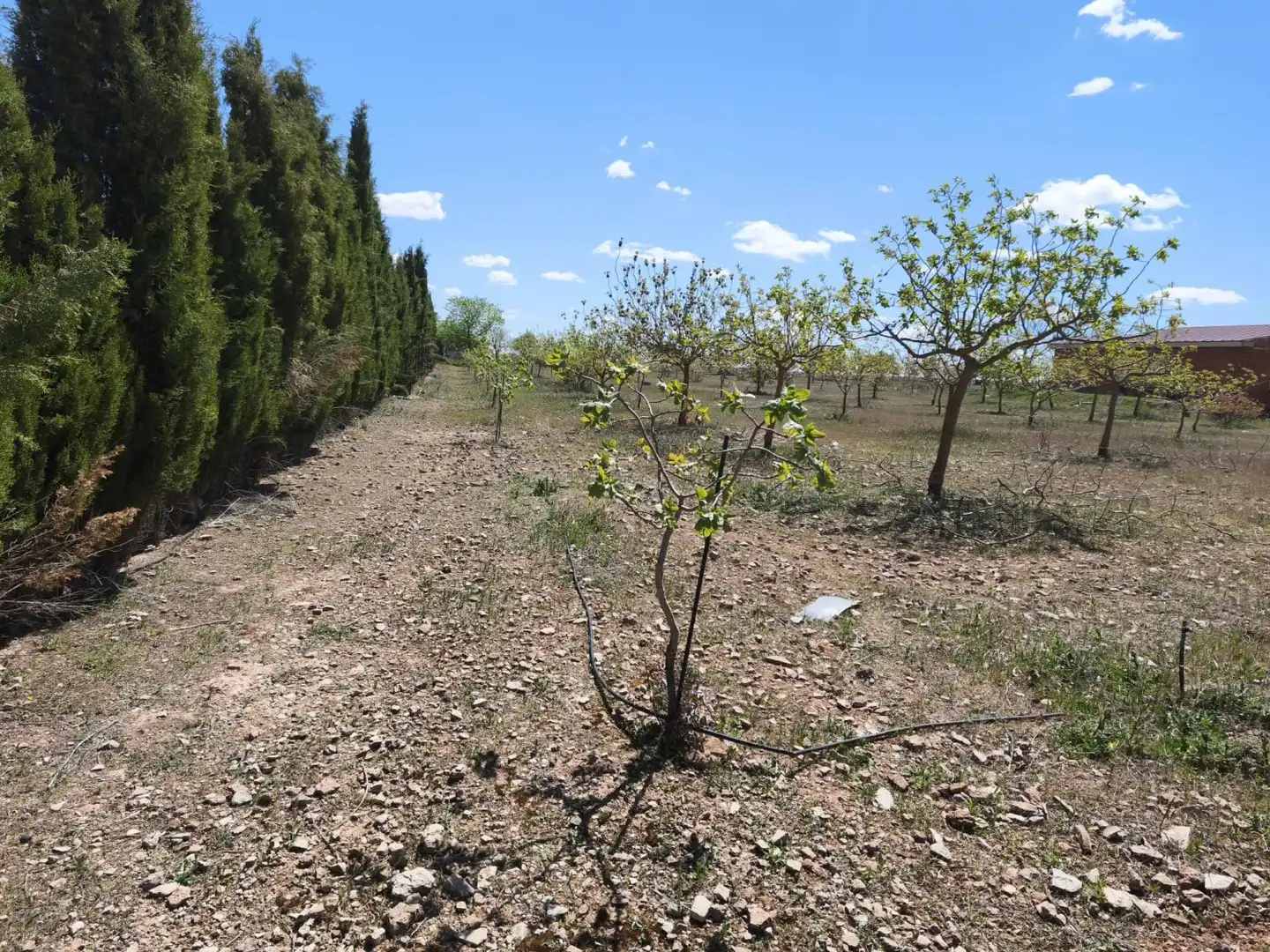 Finca rústica en venta en Alcázar de San Juan