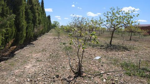 Foto 4 de Finca rústica en venda a Alcázar de San Juan, Ciudad Real