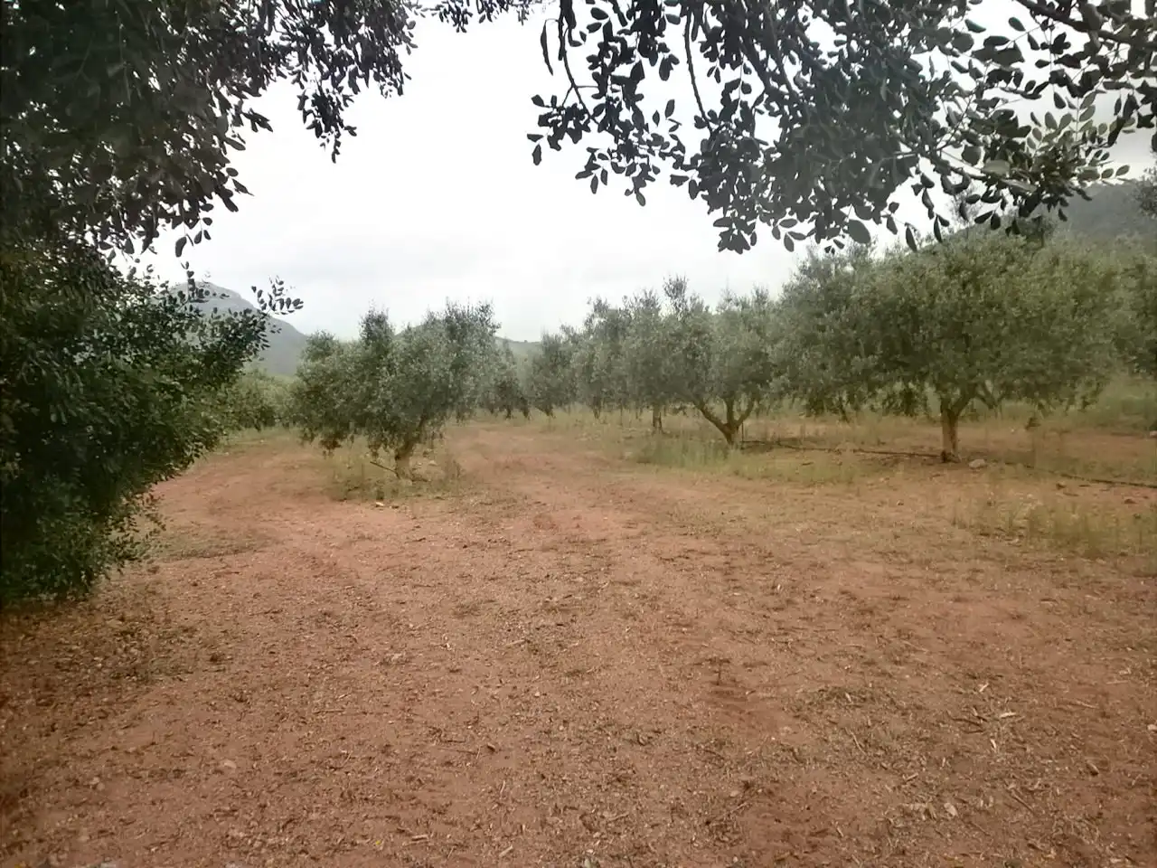 Terreny rústic en venda a Avinguda de Reus, imagen 3