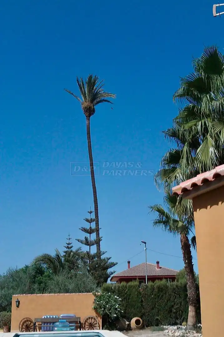 Vista exterior de Finca rústica en venta en Orihuela con Piscina