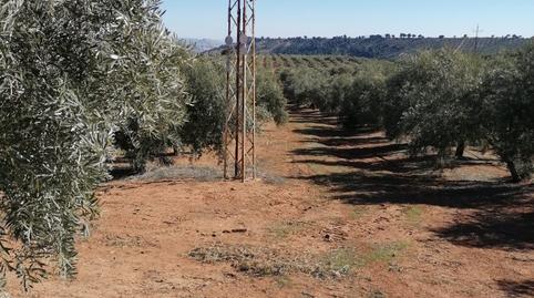 Photo 5 of Land for sale in N/a, -1, Los Remedios, Sevilla