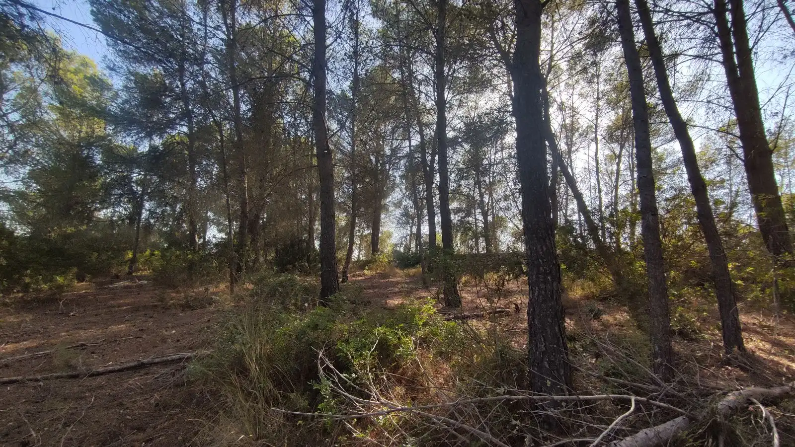 Wohnbaugrundstück zum Verkauf in Santa Margalida Poble, imagen 11