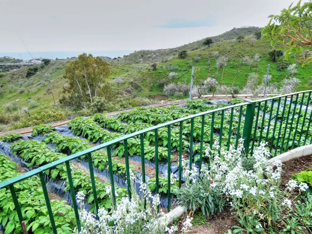 Jardín de Finca rústica en venta en Vélez-Málaga con Jardín privado